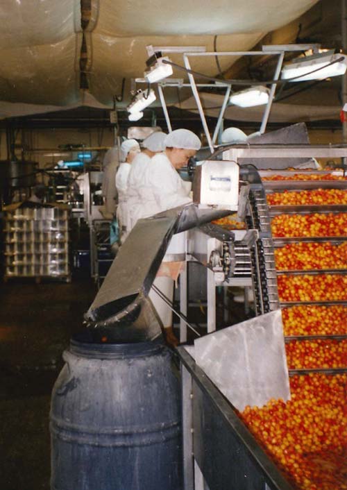 Selección de cerezas para hacer dulces de fruta confitada en las instalaciones de Lazaya. Años 80.