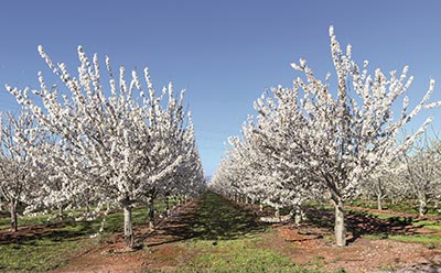 La empresa de frutas en conserva Lazaya invierte en sistemas para ahorro de agua en sus plantaciones de frutales en Aragón. 