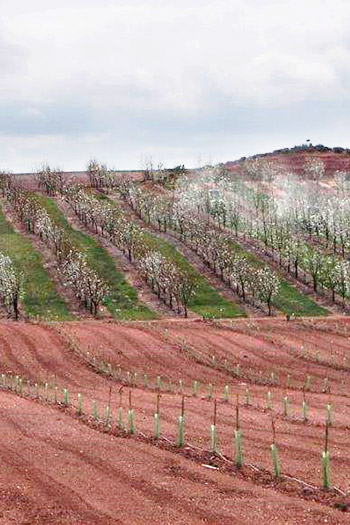 Los frutales que surten nuestra fábrica de frutas en conserva son vaporizados con atomizadores que pasan revisiones continuas.