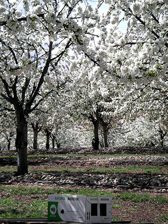 Cerezos en flor en nuestras plantaciones de Épila en Aragón: así polinizamos para la producción de fruta confitada.