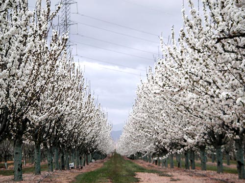 Cerezos en plena polinización para la producción de fruta confitada anual en nuestra fábrica de Calatayud.