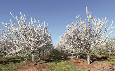 cherry trees of the Lazaya plantation in CALATAYUD