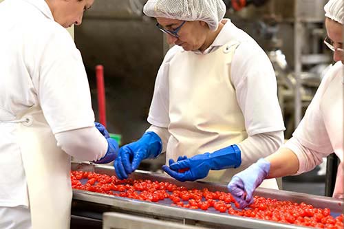 Women workers sorting out glace cherries in the candied fruits lines of the factory. 