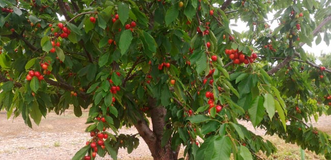 Lazaya we have our own cherry orchards